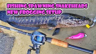 Fishing Summer Spawning Snakeheads with Daiwa Tatula Elite and Dobyns Sierra SA735C