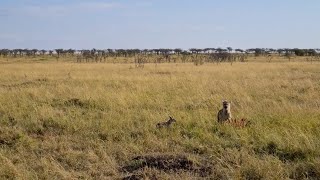 Jackal stealing under hyenas nose