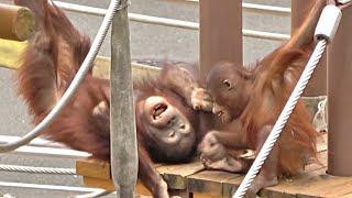 楽しい!! チェリアとロキ・オランウータン