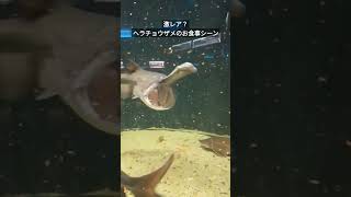 【水族館】須磨水のヘラチョウザメお食事シーン