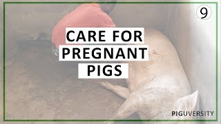 Top Tips for Caring for Pregnant Pigs: Ensure Healthy Piglets and Smooth Farrowing