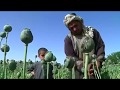 Big profits keep Afghan farmers hooked on opium poppies