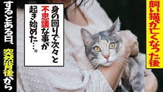 【不思議な話】飼い猫がなくなった後、身の回りで不思議な事起き始めた。→「そこのあなた！もしかして…」ある日、歩いていると突然占い師に話しかけられると…。【朗読】【感動】