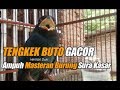 Masteran Burung Tengkek Buto Gacor Masteran Terbaik Suara Kasar