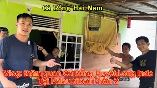 Vlog : vùng đất Cá Rồng Palau Sibau phần 2 | CÁ RỒNG HẢI NAM | Uy tín chất lượng