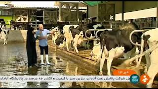 Iran Cattle \u0026 Dairy farming, Ahmad Moghadasi farmer احمد مقدسي كشاورز پرورش گاو گوشتي و شيرده ايران