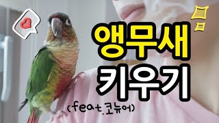 [VLOG] 코뉴어 앵무새 성장일기🐥💚#16 | 말도 잘하고 춤도 잘추는 앵무새 | Parrot growth diary📸