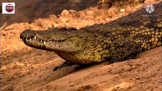 |Underwater Ambush from Crocodile||देखो कैसे भुखा मगरमच्छ पानी में अटैक करता है|