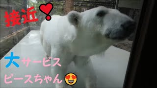 【しろくまピース】接近❣大サービスするピースちゃん♪　2022/6/1　とべ動物園