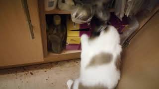 My cat Bear is clever gets food out of cupboard