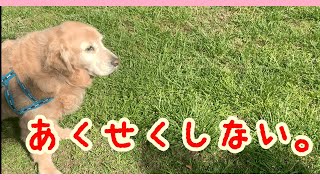 🐶ペースはそれぞれ…🐾マイペース♬【ゴールデンレトリバー】