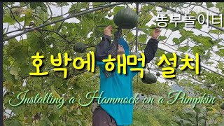 호박에 그물치기. 해먹 설치 Installing a Hammock on a Pumpkin