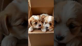 Cutest Puppies in a Box – Cutest Surprise Ever! 🐶🎁