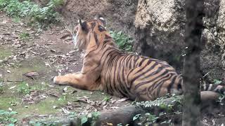 スマトラトラのようすです【2023年7月14日】【上野動物園】