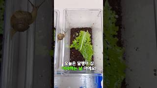 🐌 다이소에서 5000원으로 명주 달팽이집 이사하기! 달팽이의 엄청난 번식력...와...ㄷㄷ