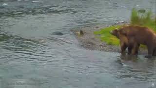 Wildlife Brown bears mate at a waterfall on the Brooks River Alaska Katmai USA