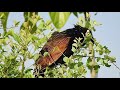 lesser coucal calling