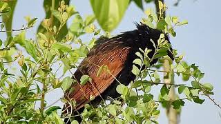 Lesser Coucal calling