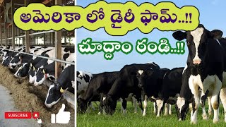 అమెరికా లో డైరీ ఫామ్ చూద్దాం రండి..!! Dairy Farm in USA 🇺🇸