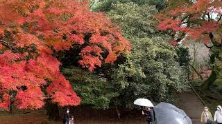 秋月城の幻想的な光と雨。