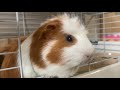 にんじん大好きモルモット🥕💕guinea pig that loves carrots♪