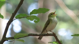 Fluiter (Phylloscopus sibilatrix) zingt en poetst goed zichtbaar