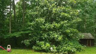 blooming magnolia tree with feasting insects