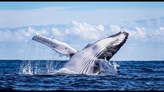 Daily Dose of Nature | Humpback Whales  A Conservation Success Story