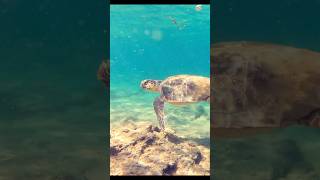 Turtle cruising in the crystal clear waters of Crete, the most stunning Greek island. #turtle #crete