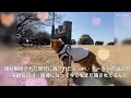 虎之助の梅鑑賞 u0026横浜ガイド散歩〜根岸森林公園編〜