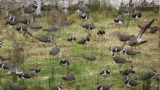 Urdaibai Bird Center - Vanellus vanellus