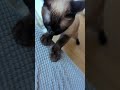 ぱっちり猫の遊び🐈 - cute cats - #shorts