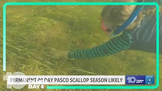 FWC staff formally recommend 40-day scalloping season in Pasco County