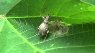 Weevil, シロコブゾウムシ