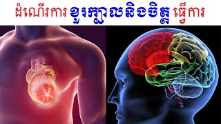 KHEM VEASNA SPEECH លោកពូ ខឹម វាសនា - ដំណេីរកាខួរក្បាលនិងចិត្តធ្វើការ