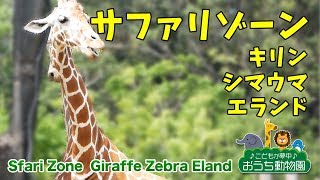 横浜ズーラシア サファリゾーンのキリンとシマウマとエランドたち - Safari Zone Giraffe Zebra Eland  -