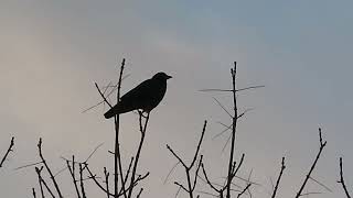 Crow at Dawn