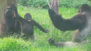 小金剛Jabali與Ringo都愛跟爸爸玩耍Little gorillas Jabali and Ringo like to play with their dad