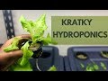 KRATKY HYDROPONICS! GETTING STARTED AND MY EXPERIENCES