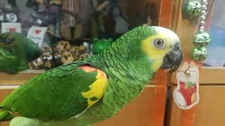 阿福握握手~跟媽咪的日常互動！#黃翼藍帽亞馬遜鸚鵡AmazonParrot\