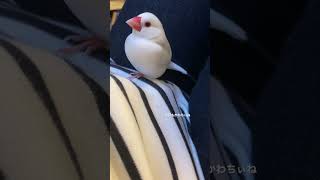 飼い主のおなかの上で片足立ちする文鳥