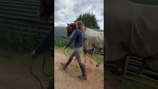 Sox being very un gentlemanly when going to his Summer field. #horse #stallion #equestrian #soxs