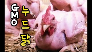 GMO 누드 닭이 있다!  GMO 장 유산균 다 죽여 !