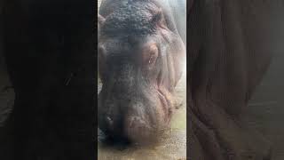 百吉とにらめっこ　冬の旭山動物園 / Hippopotamus in Asahiyama Zoo.