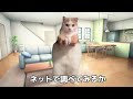 広告の詐欺ゲームに騙された奴 【猫ミーム】