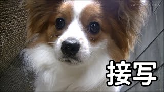 庭で遊んでいるかわいい犬を接写してみたよ