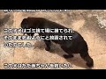 【感動】ごみ袋をあさっていた犬。そこには驚きの光景が…犬の行動に胸が熱くなる【世界が感動！涙と感動エピソード】