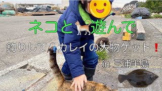 ネコと遊びながら 釣り❗️チョイ投げで、  カレイの40センチオーバーゲット❗️ 神奈川県　三浦半島❗️