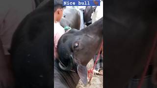 3 BULL 🐃 DANGER ⚡ AND ATTACK ON ME 🥶 #viral #cow #animals #short #shorts #vlog