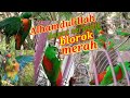 ALHAMDULILLAH AKHIRNYA KITA DAPAT SERINDIT BLOROK NYA // BIRD TRAP